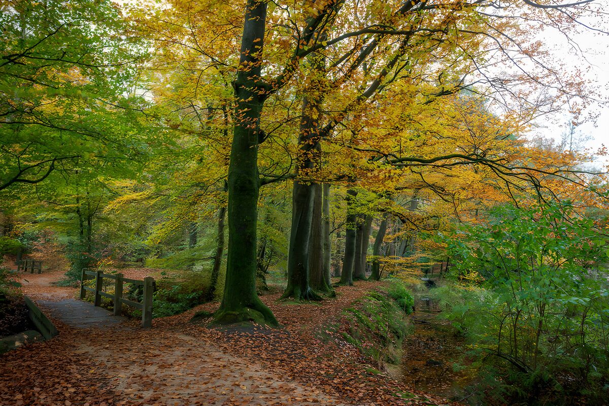 Herbstwald mit Bach und Holzbrücke