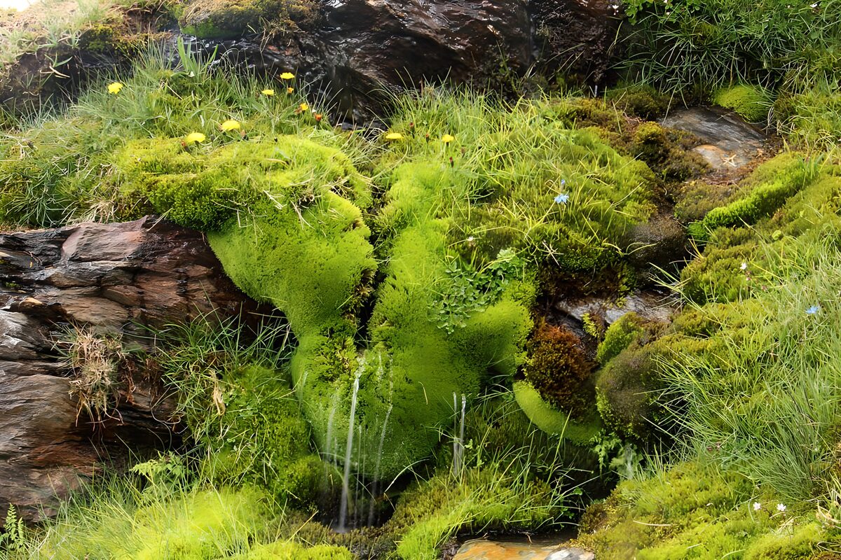 Ein Wasserfaden im weichen Moosbett