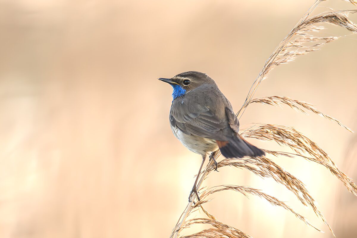 Blaukehlchen im warmen Licht