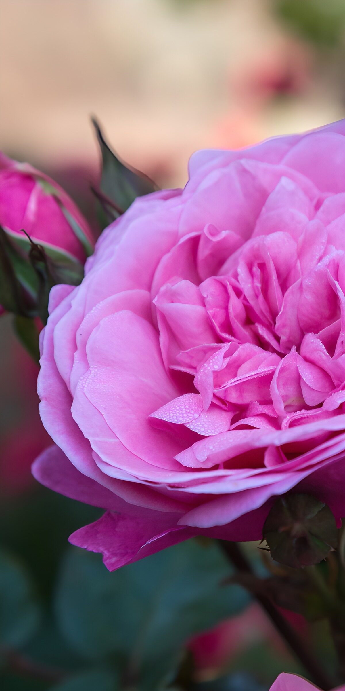 Pinkfarbene Rose in Nahaufnahme