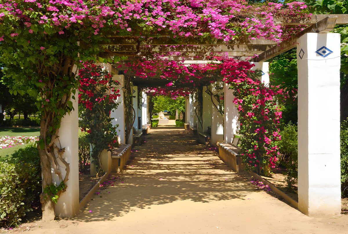 Gartenweg unter pinker Bougainvillea