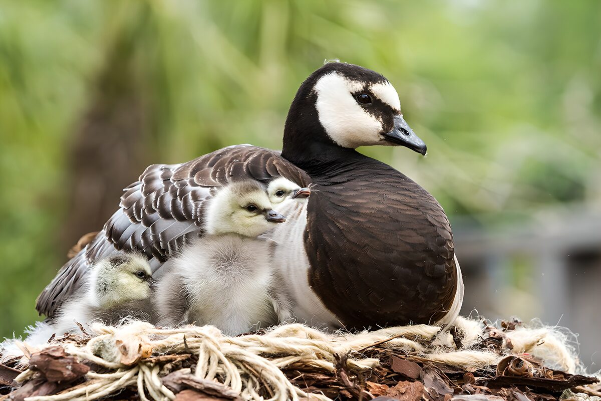 Gans mit drei Küken im kuscheligen Nest