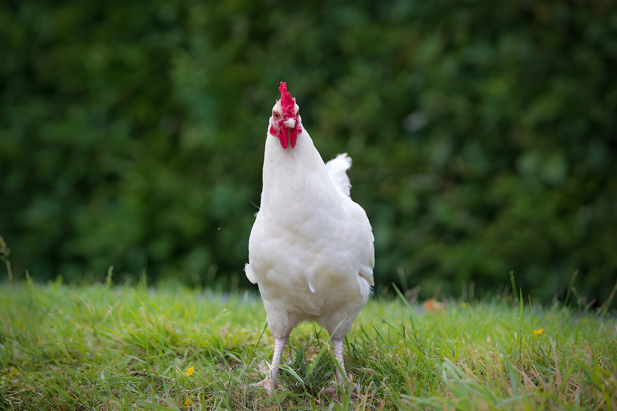 Weißes Huhn im saftigen Grün