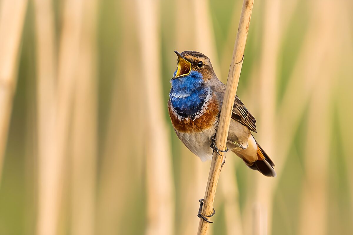 Singendes Blaukehlchen am goldenen Schilf