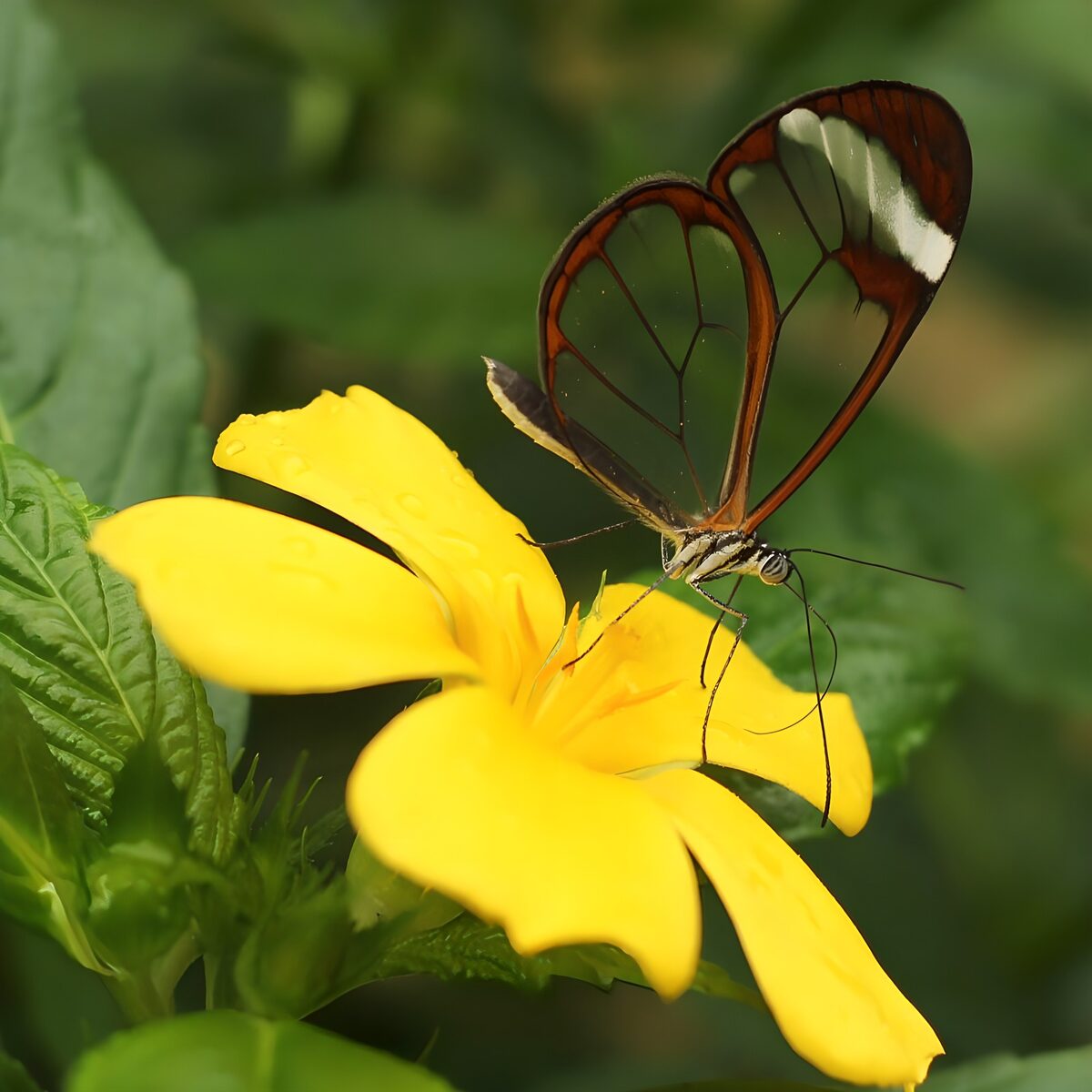 Glasflügelfalter auf sonnengelber Blüte