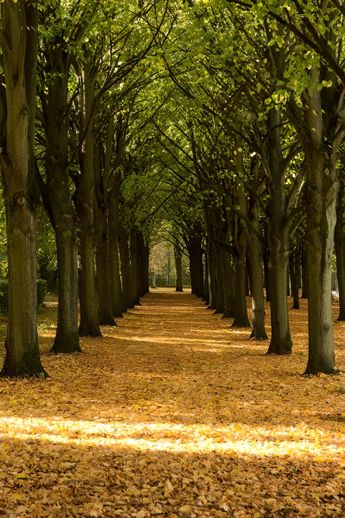 Baumallee mit goldenem Herbstlaub