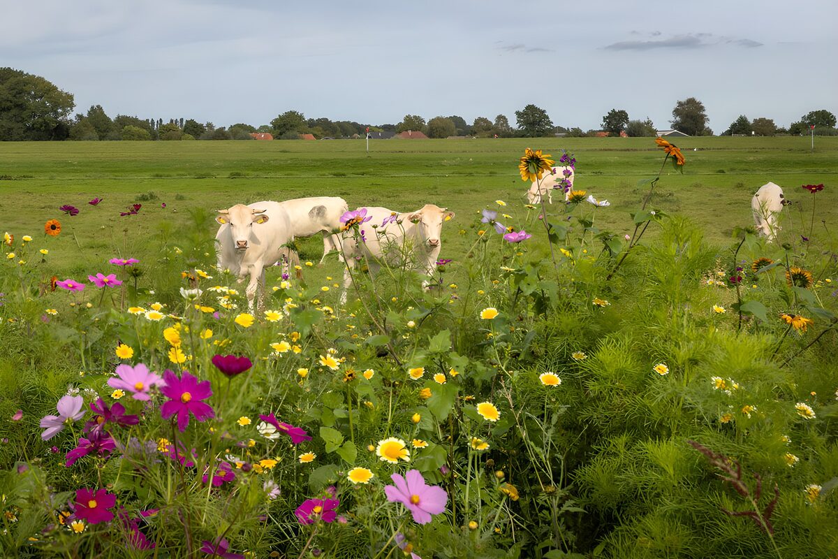 Helle Rinder hinter bunten Sommerblumen