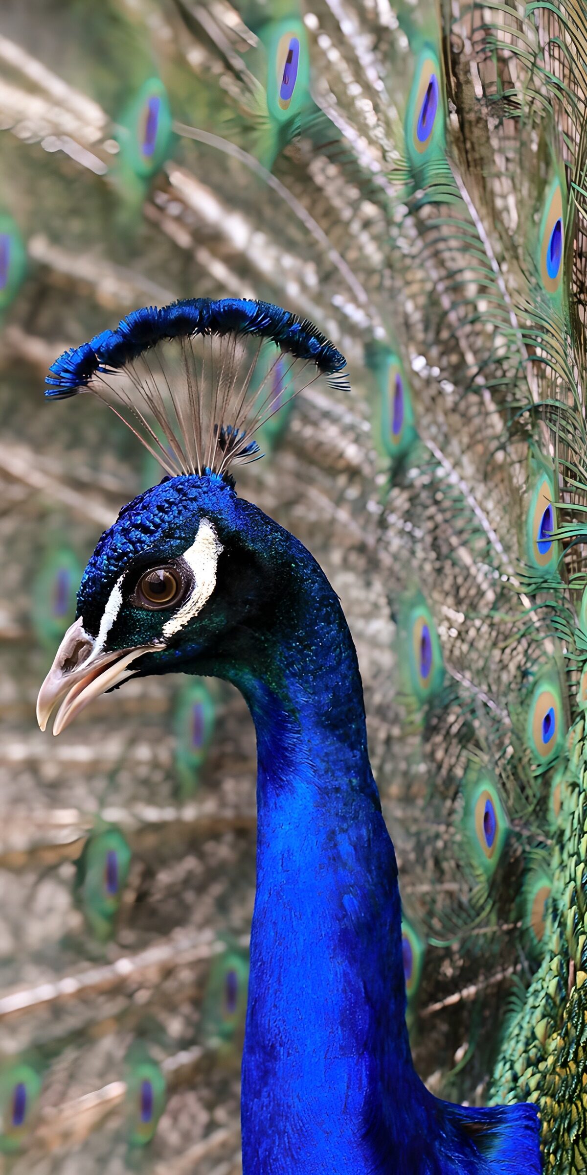Blauer Pfau vor grünem Federfächer