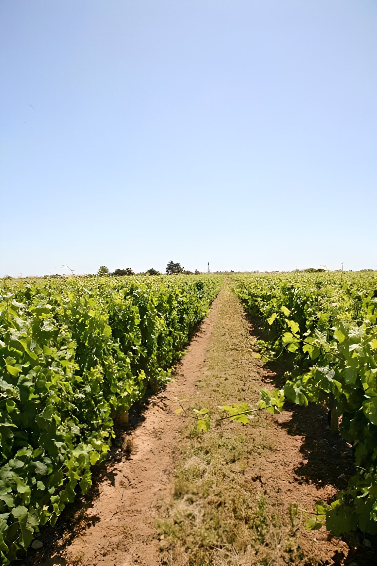 Sonniger Weg zwischen grünen Weinreben