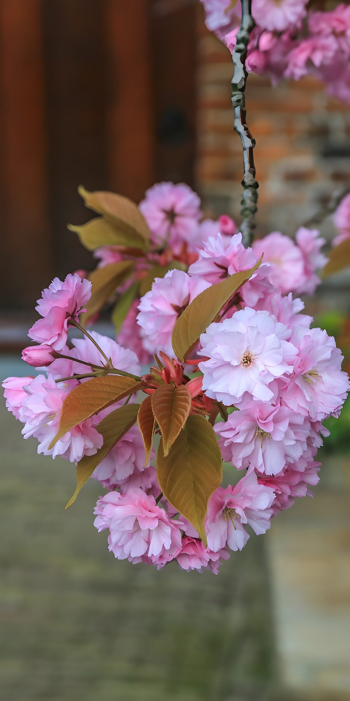 Rosa Kirschblüten am hängenden Zweig
