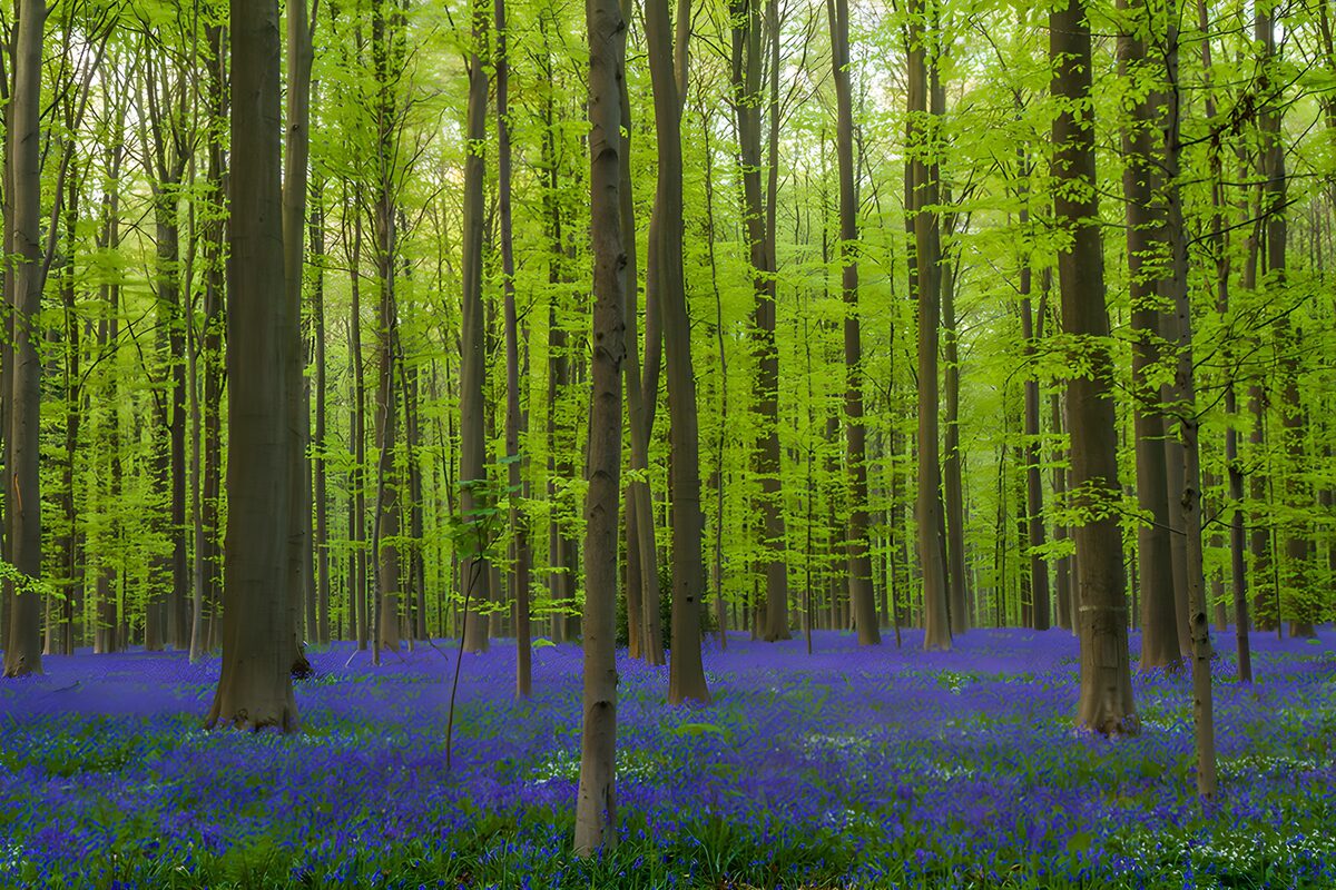 Blaues Blütenmeer unter lichtem Grün