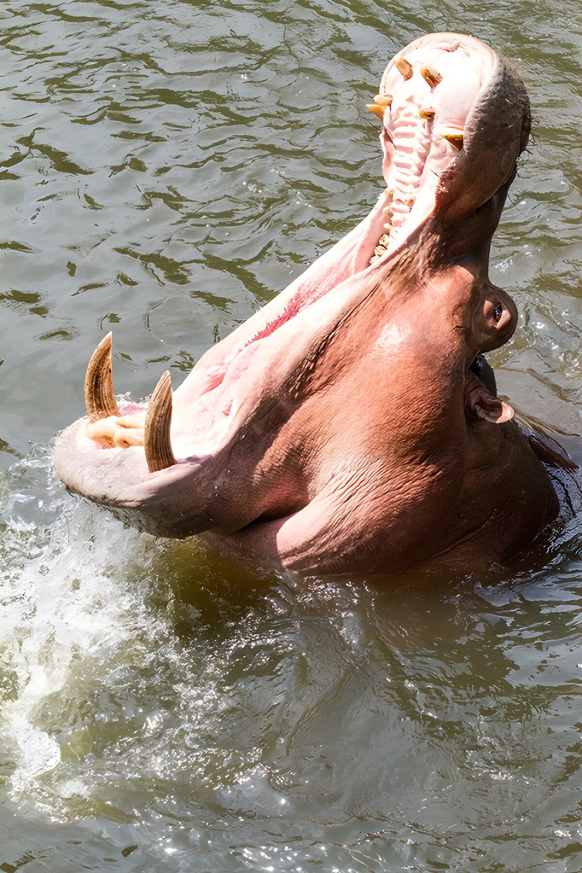 Flusspferd mit weit aufgerissenem Maul