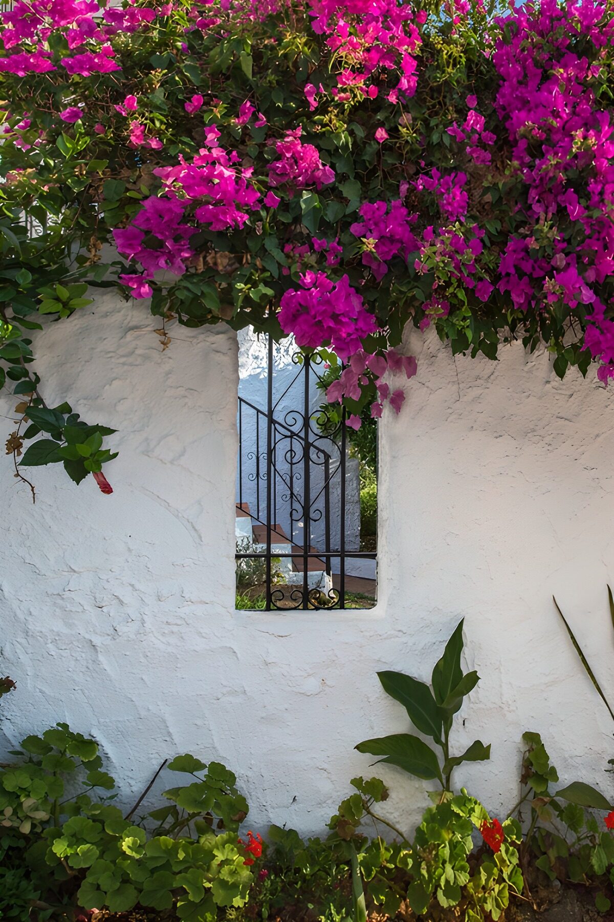 Bougainvillea an weißer Gartenmauer