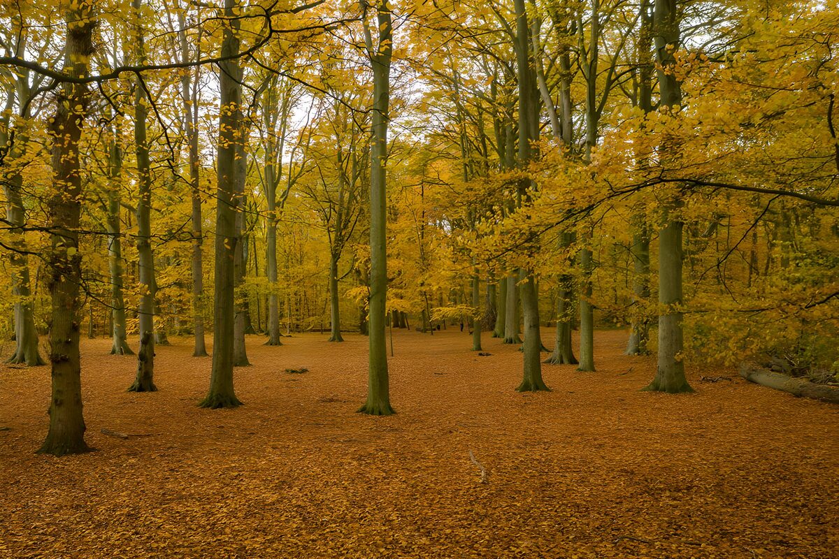 Herbstwald mit goldenem Blätterteppich
