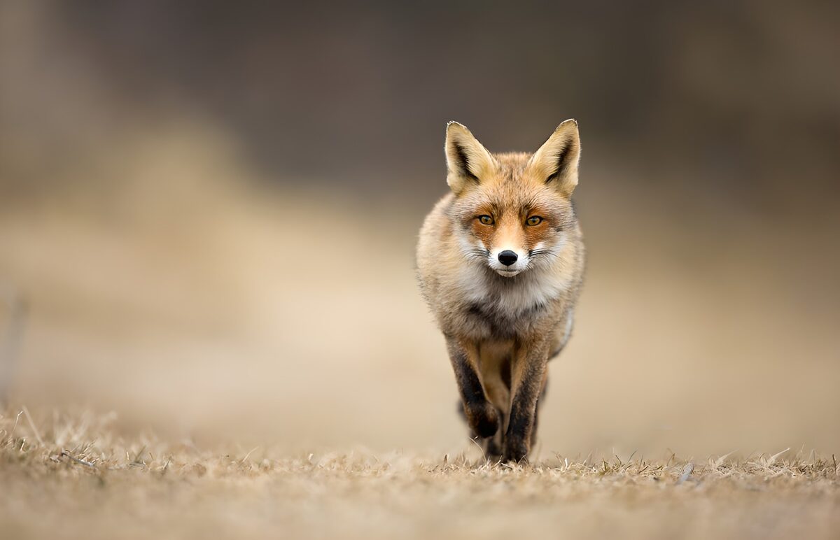 Rotfuchs auf dem Weg zur Kamera