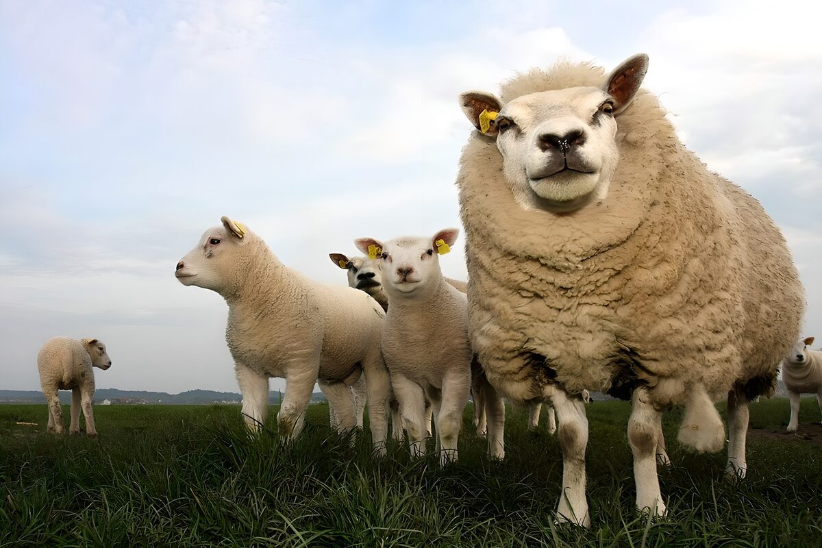 Schaf und Lämmer im satten Weidegrün