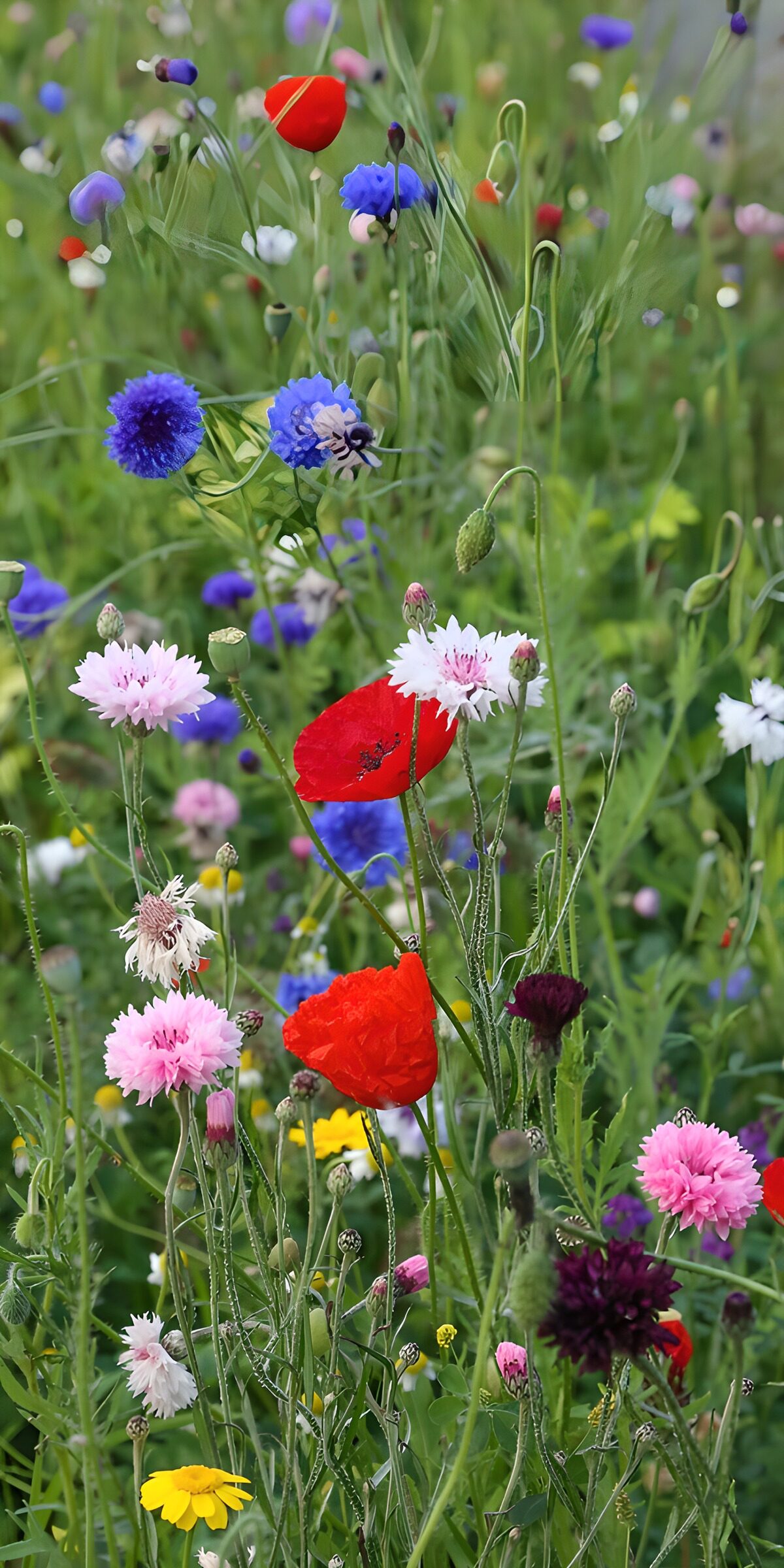 Sommerwiese mit Mohn und bunten Blüten