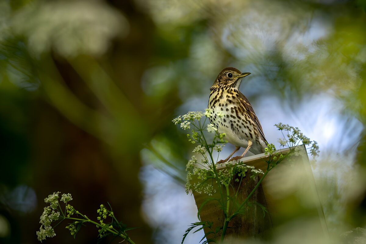 Singdrossel auf dem Holzpfosten im Grünen