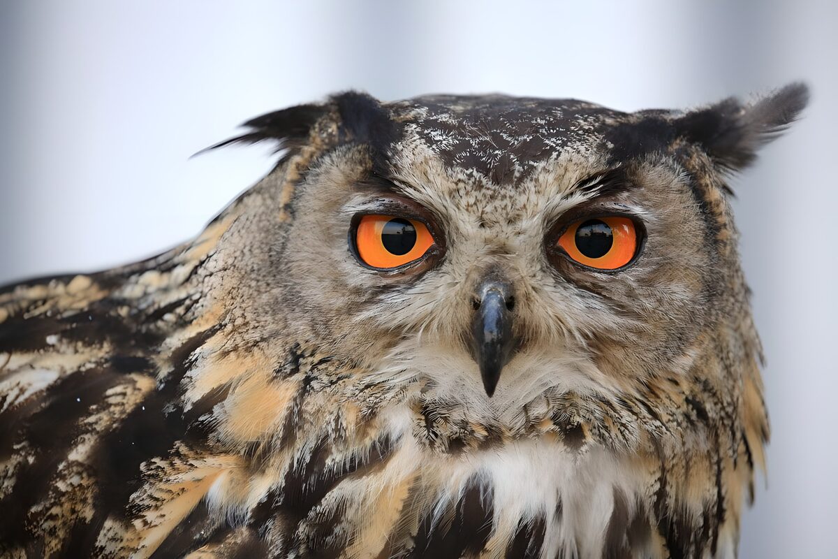 Eulenporträt mit wachem Blick