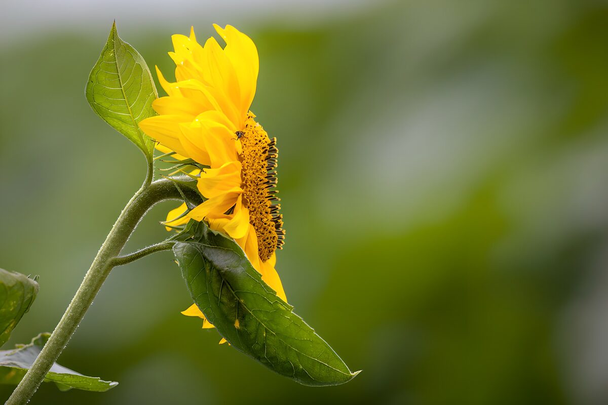 Gelbe Sonnenblume im Profil