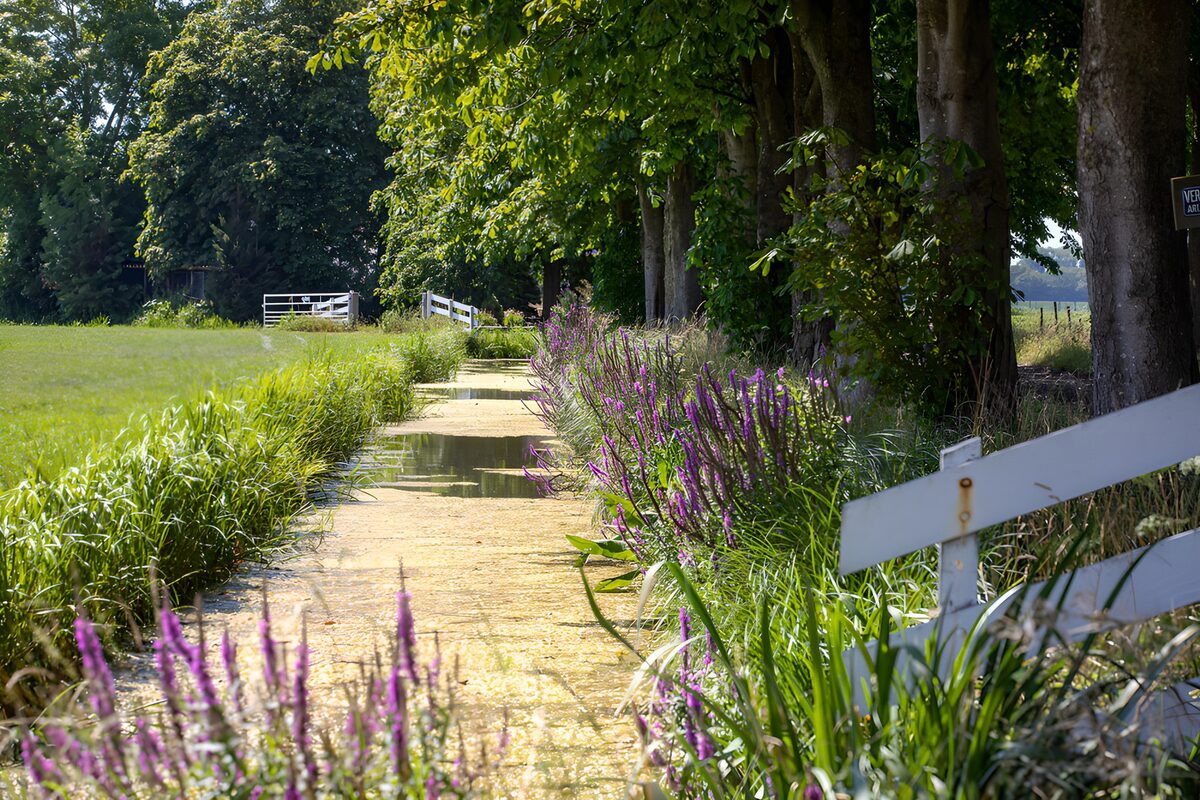 Wasserlauf mit lila Blüten im Sommer