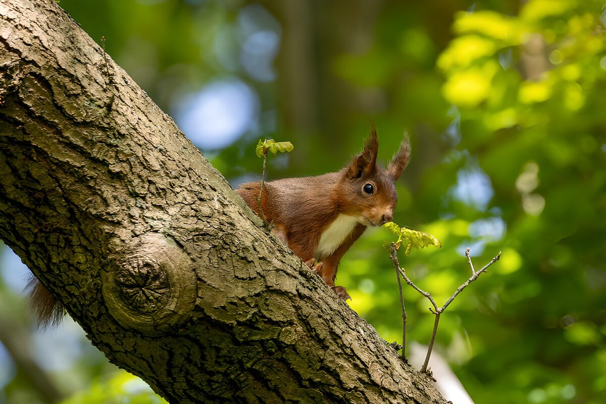 Eichhörnchen auf rauem Baumstamm