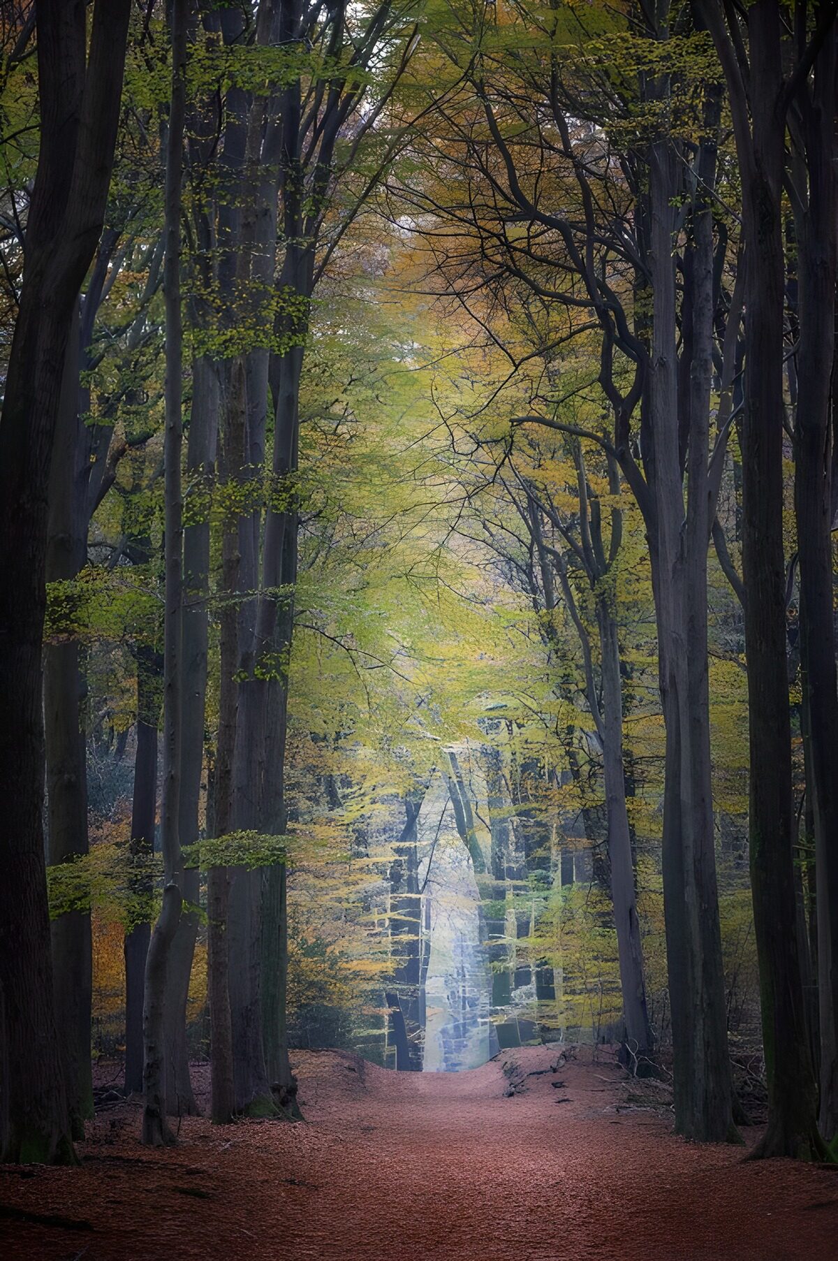 Herbstlicher Waldweg im weichen Licht