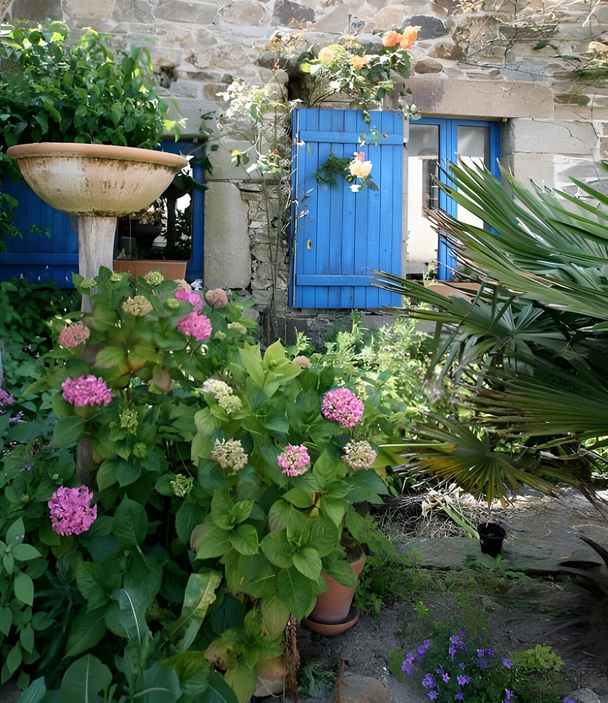 Hortensien und blaue Fensterläden