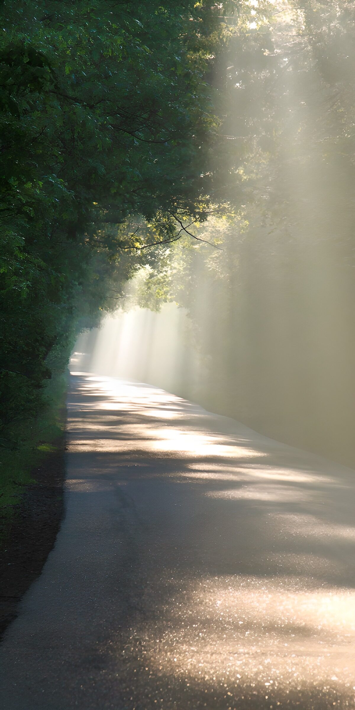 Waldstraße im diesigen Sonnenlicht