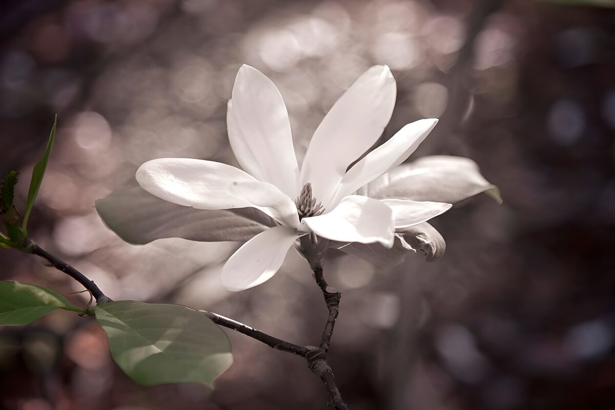 Weiße Magnolie im weichen Licht