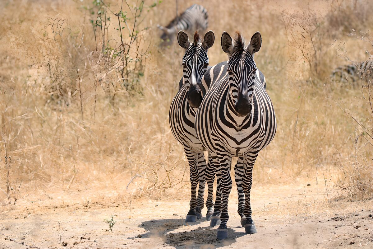 Zwei Zebras auf einem sonnigen Sandweg