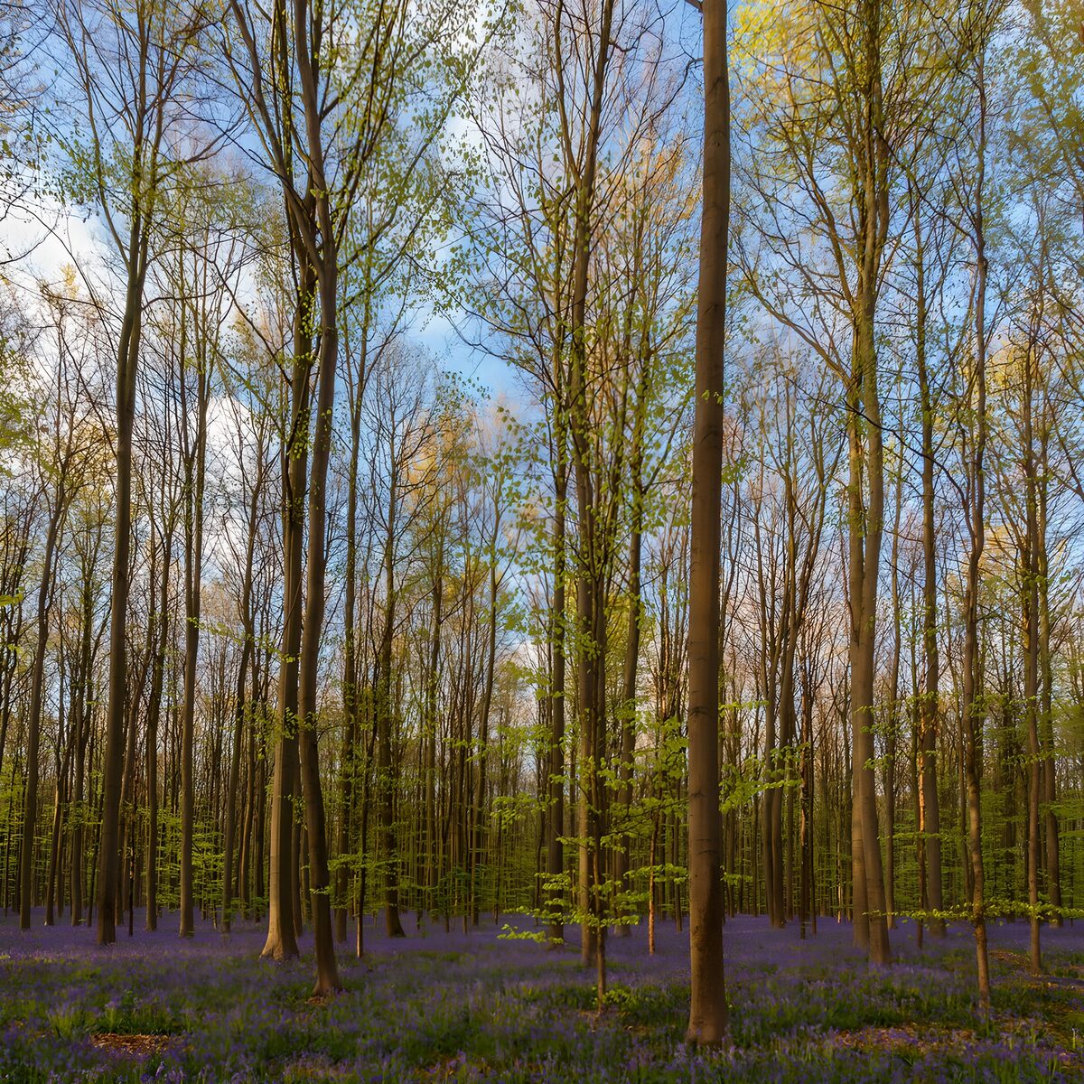 Laubwald mit blauem Blütenteppich