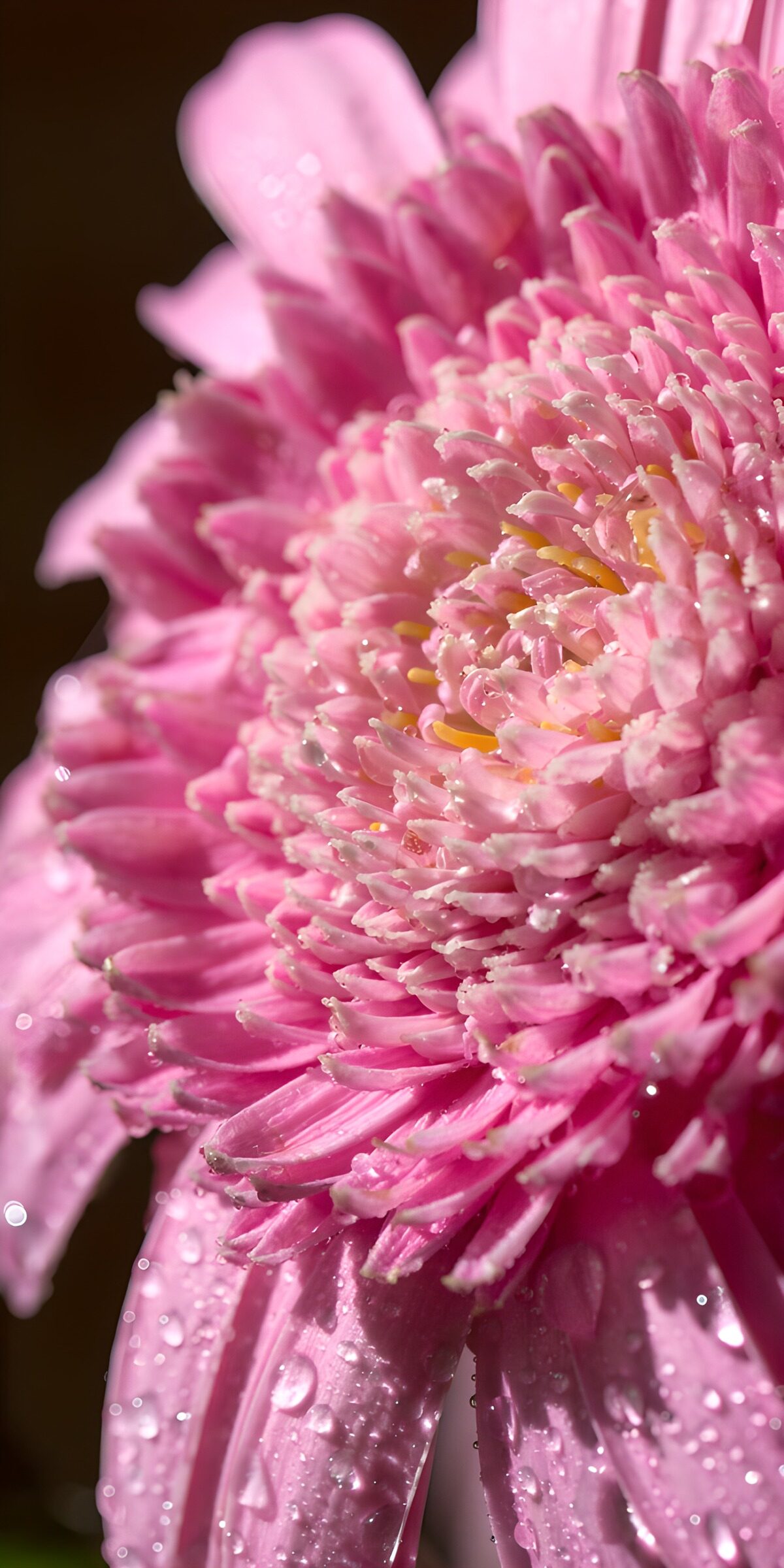 Rosa Blüte mit Wassertropfen