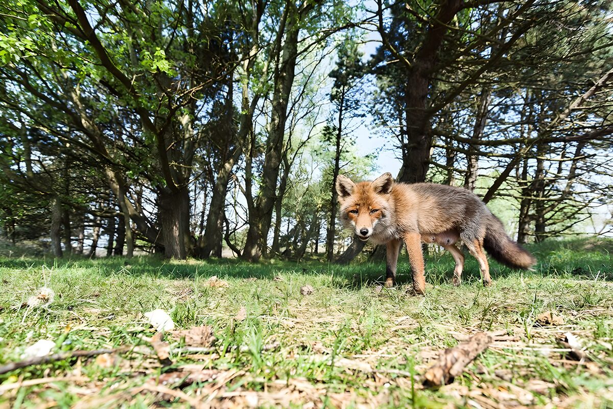 Rotfuchs im Gras zwischen Licht und Schatten