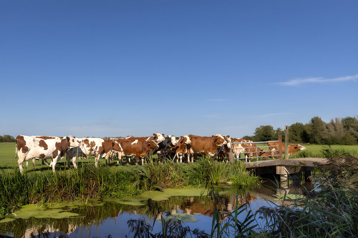 Kühe am Graben unter blauem Himmel