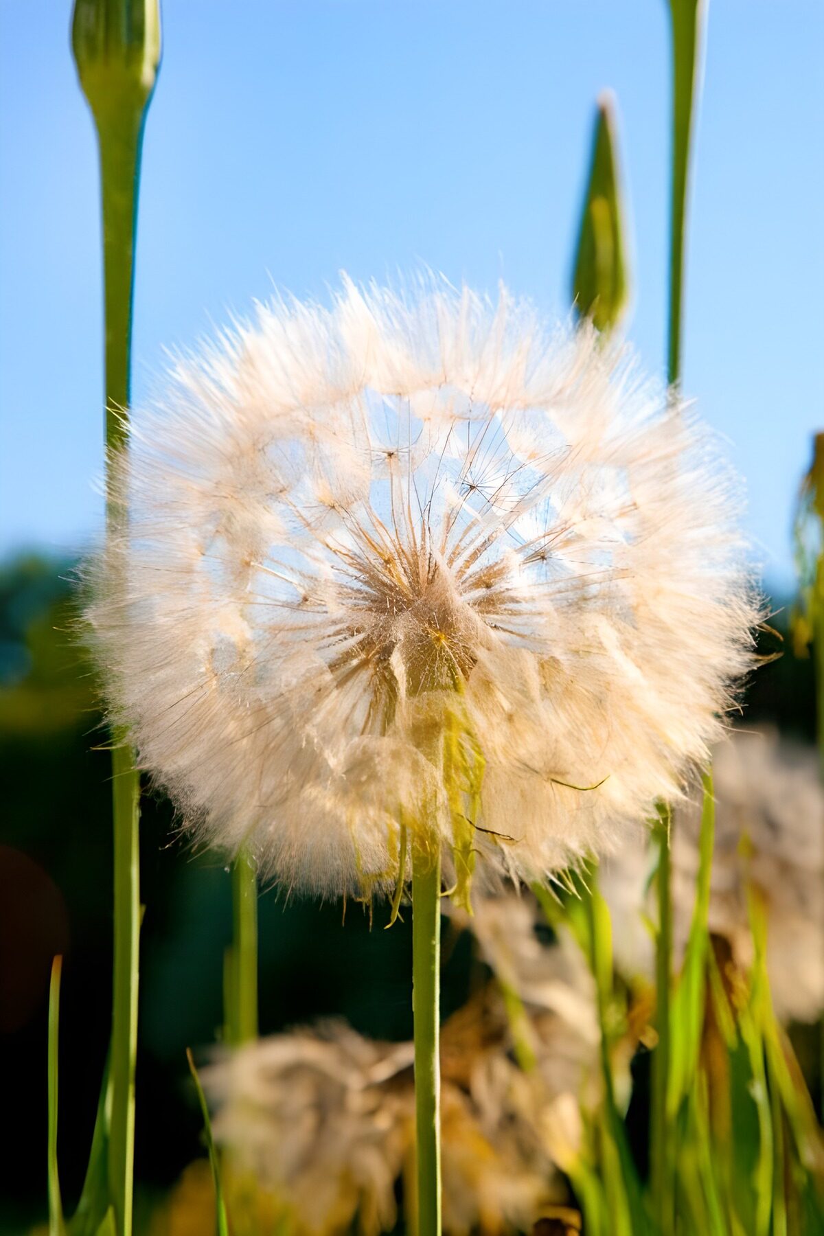 Flauschiger Samenstand im Sonnenlicht