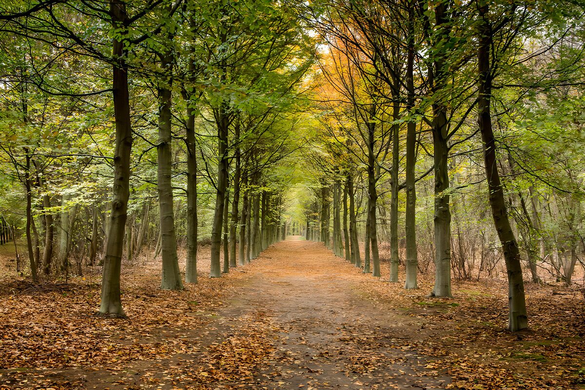 Herbstlicher Waldweg unter grünem Blätterdach