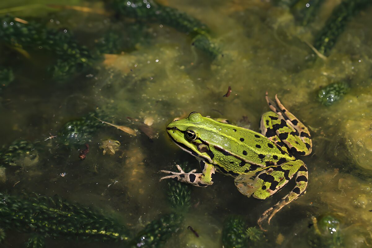 Grüner Frosch, vom Wasser umarmt