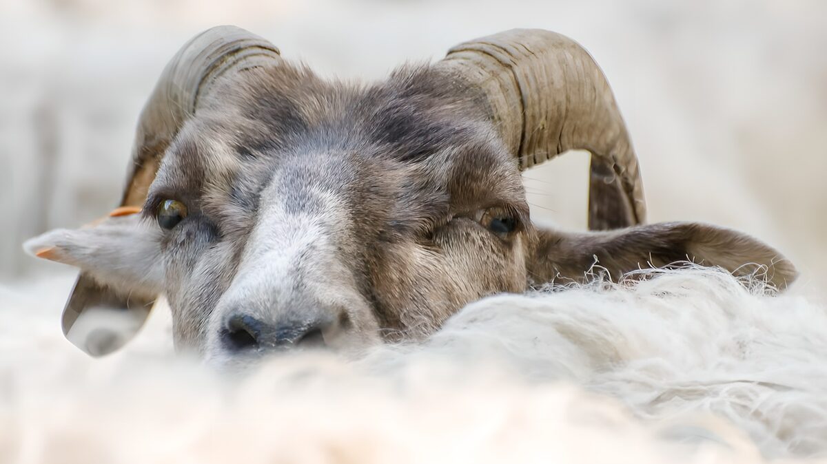 Widderporträt mit wachem Blick