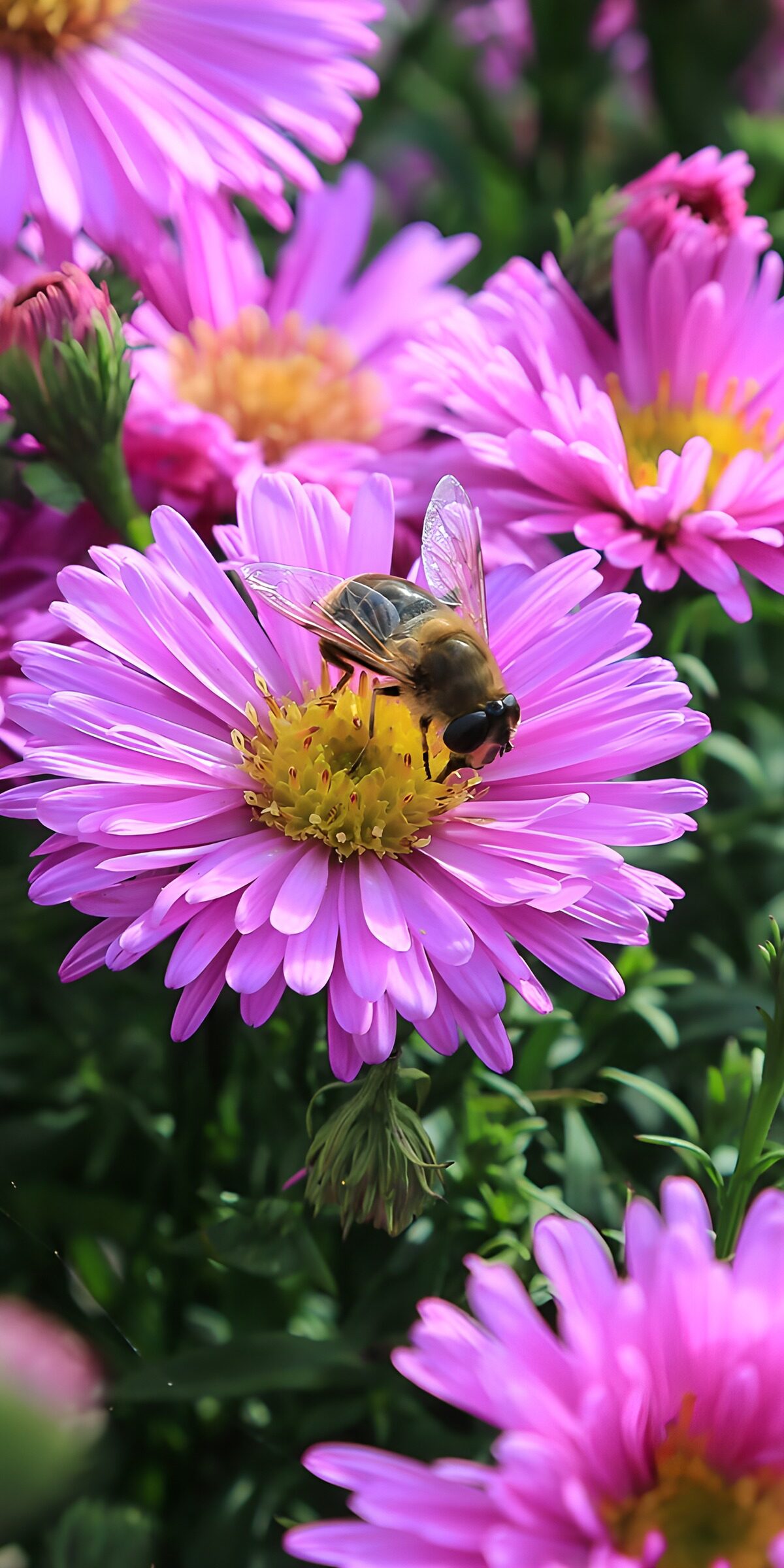 Schwebfliege auf rosa Aster