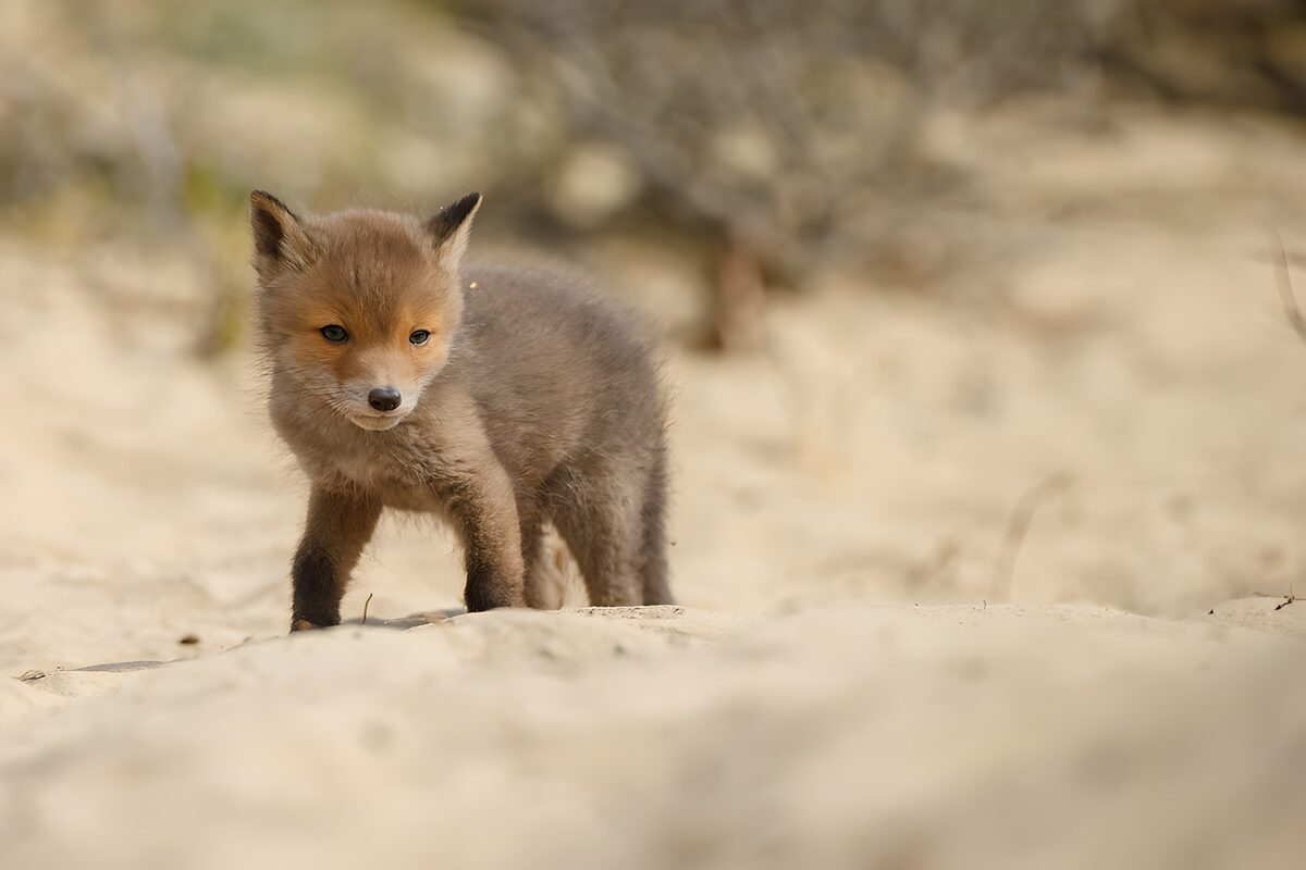 Junger Fuchs mit neugierigem Blick