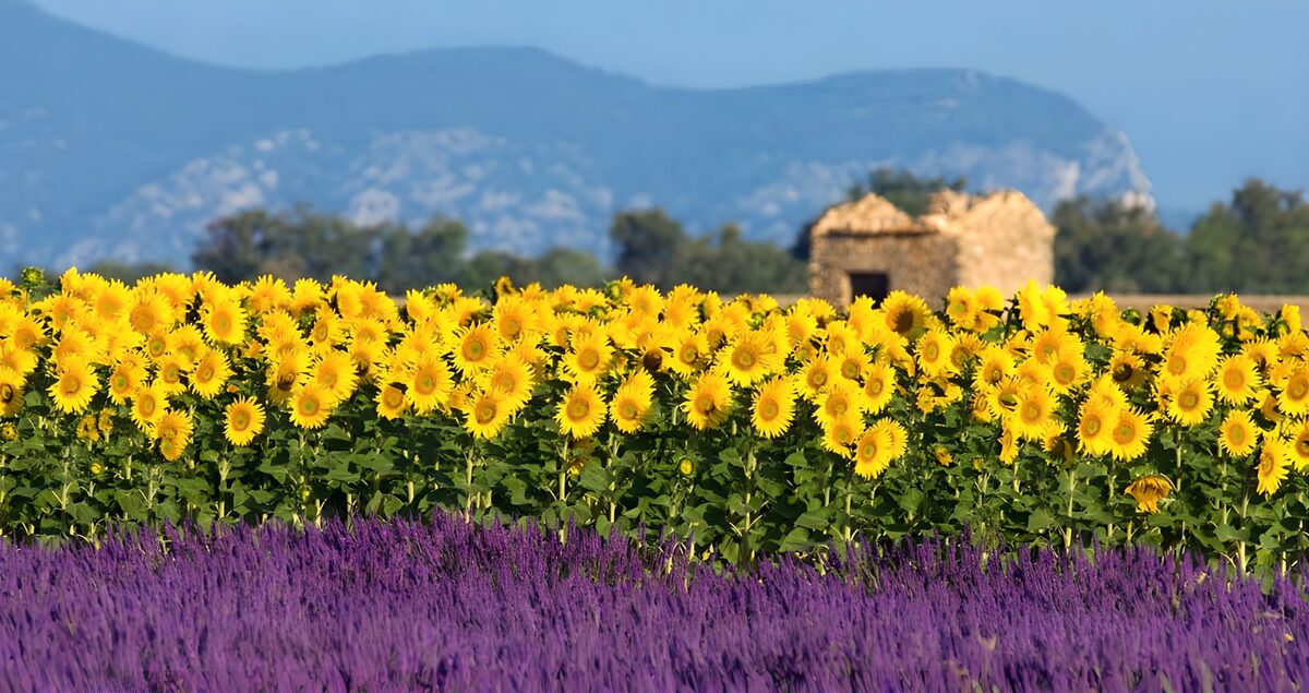 Lavendel und Sonnenblumen im Sommer