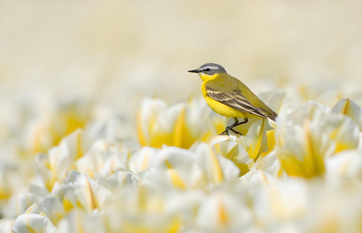 Schafstelze auf Tulpe im Frühlingslicht