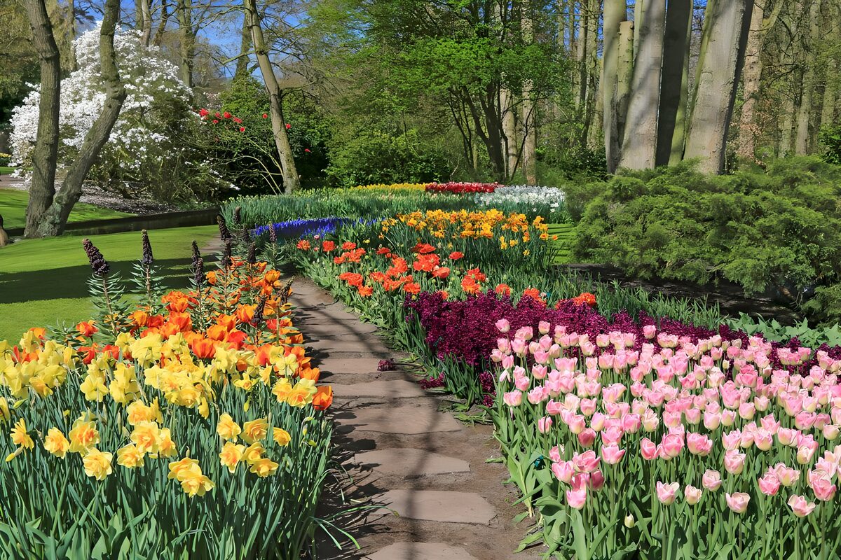 Tulpen und Narzissen am sonnigen Gartenweg