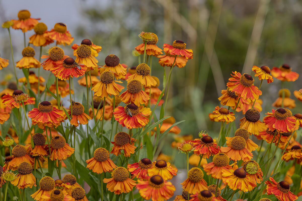 Gelbe und orange Gartenblumen im Überfluss