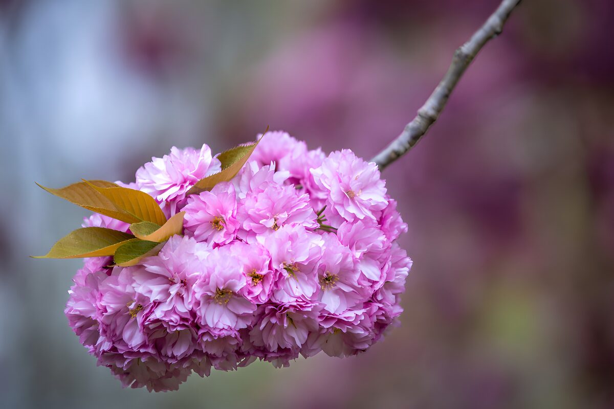 Kirschblüten zwischen Licht und Schatten