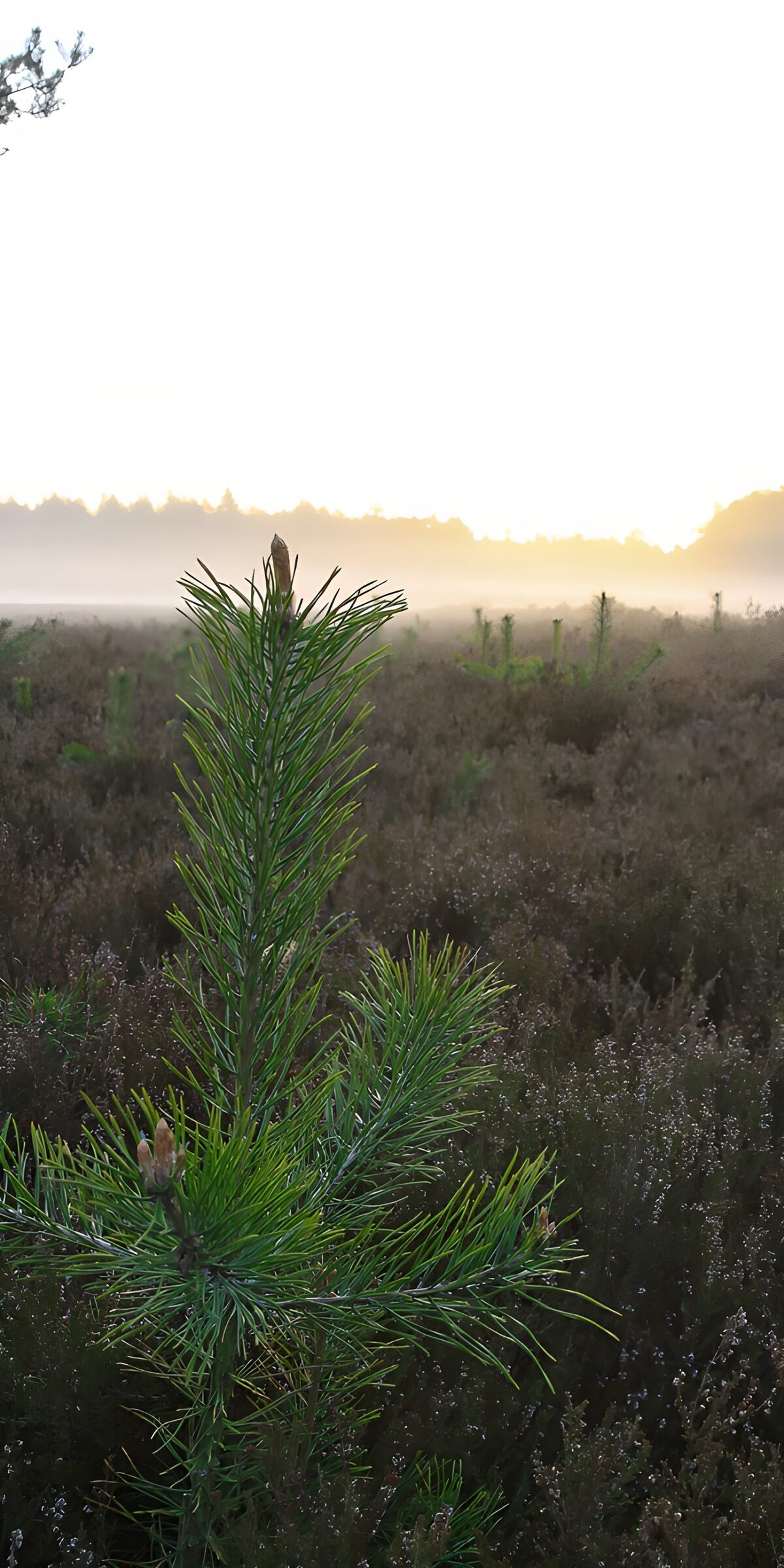 Junge Kiefer im Morgennebel