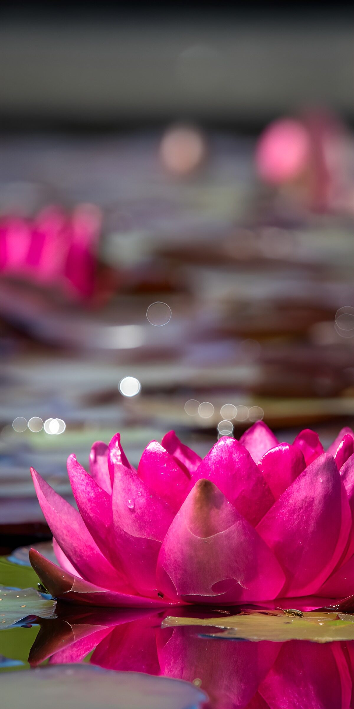 Pinke Seerose mit Spiegelung