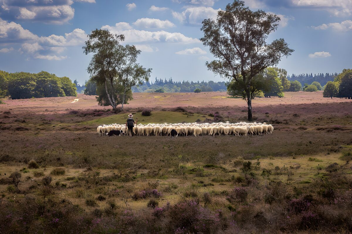 Schäfer und Schafherde in blühender Heide