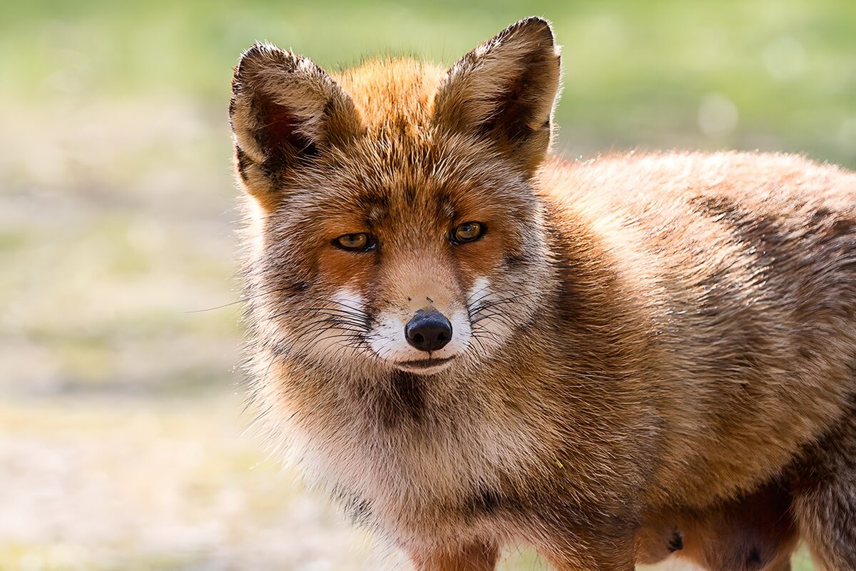 Rotfuchs mit einem Saum aus Sonnenlicht